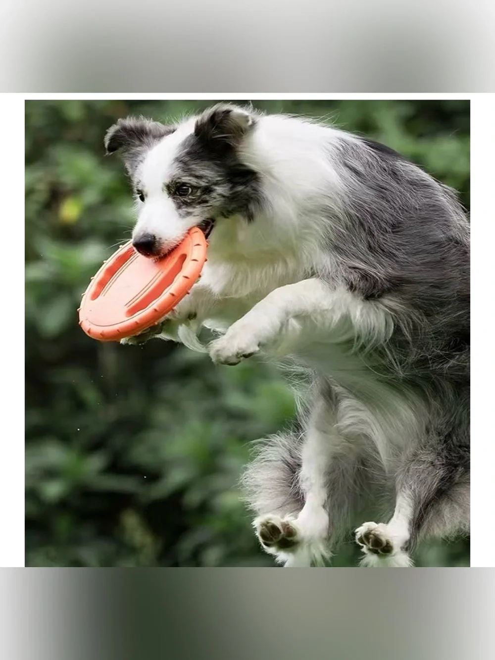 Dog Soft Flying disc. Great for training